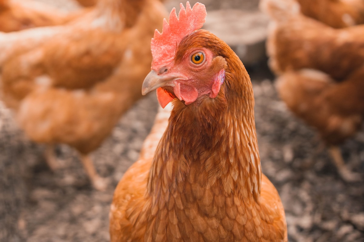 Alimentación de gallinas ponedoras