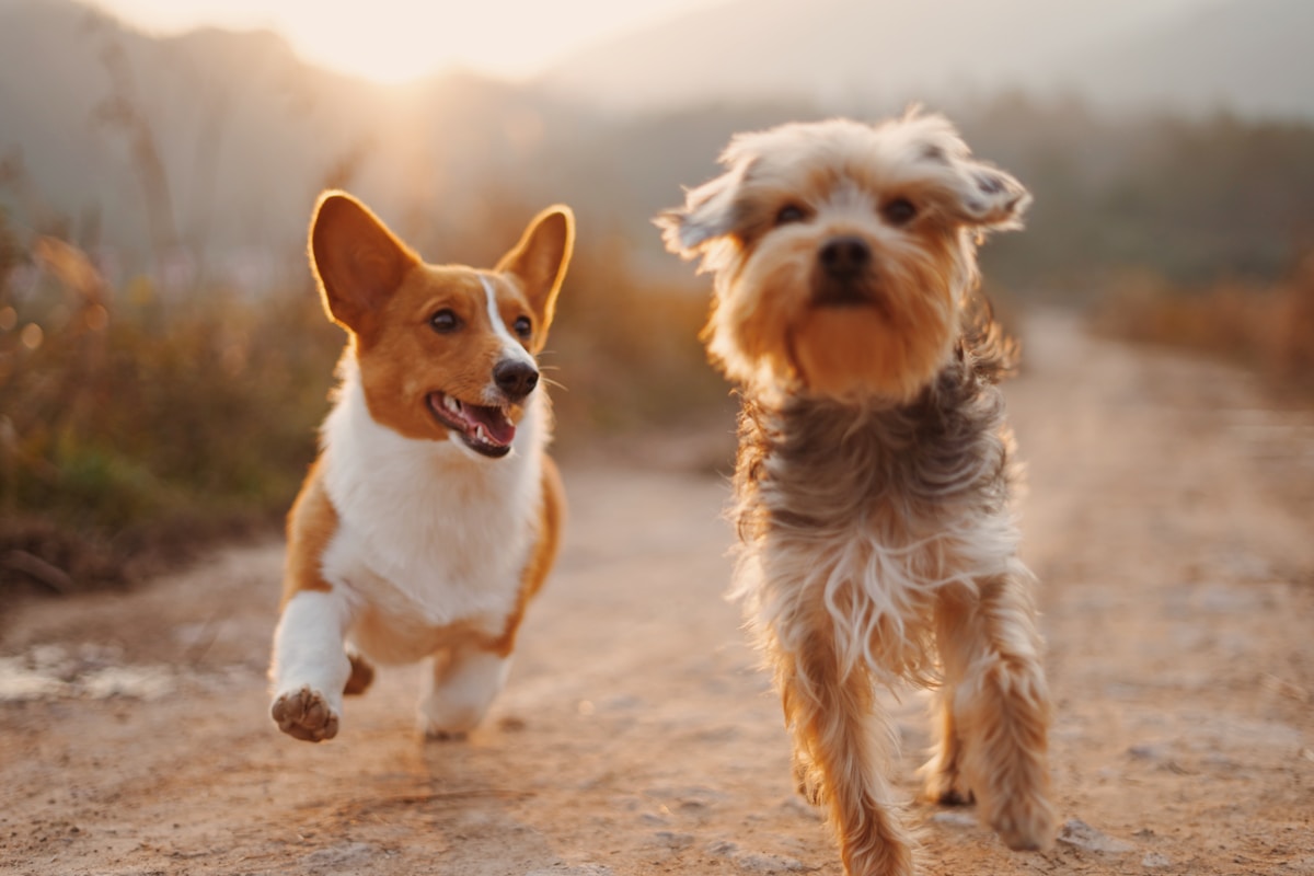 Perros corriendo felices por el campo
